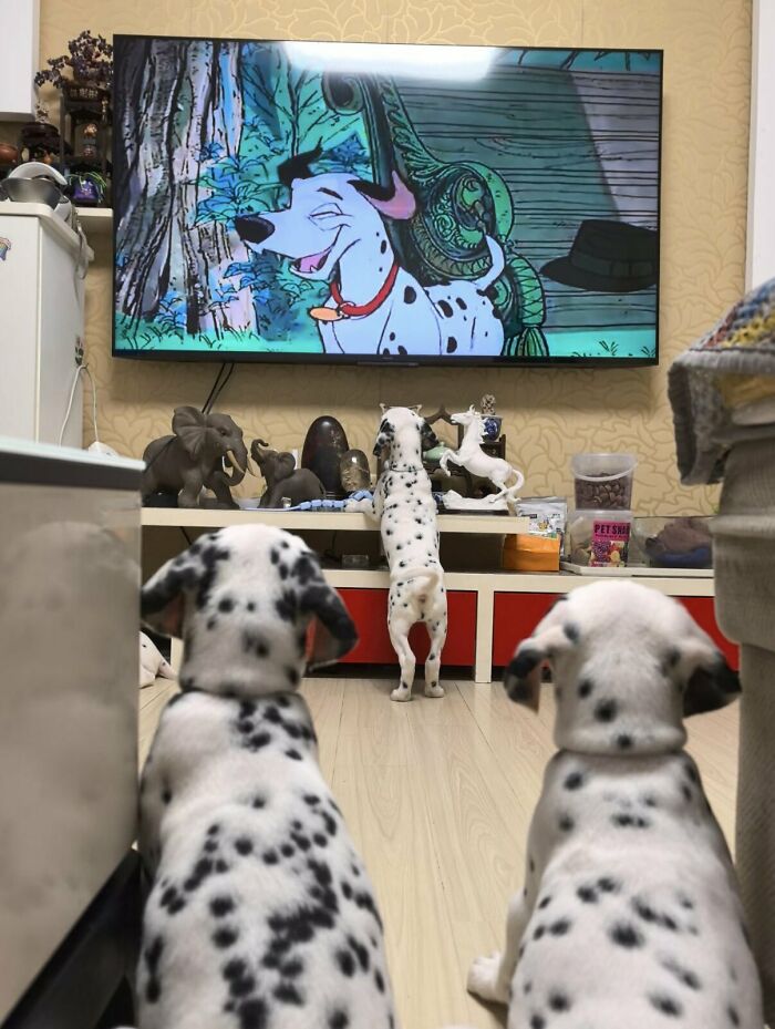 64 Animals Caught On Camera Being Cute, Funny, And Completely Unbothered, As Shared By This Community 64 Animals Caught On Camera Being Cute, Funny, And Completely Unbothered, As Shared By This Community