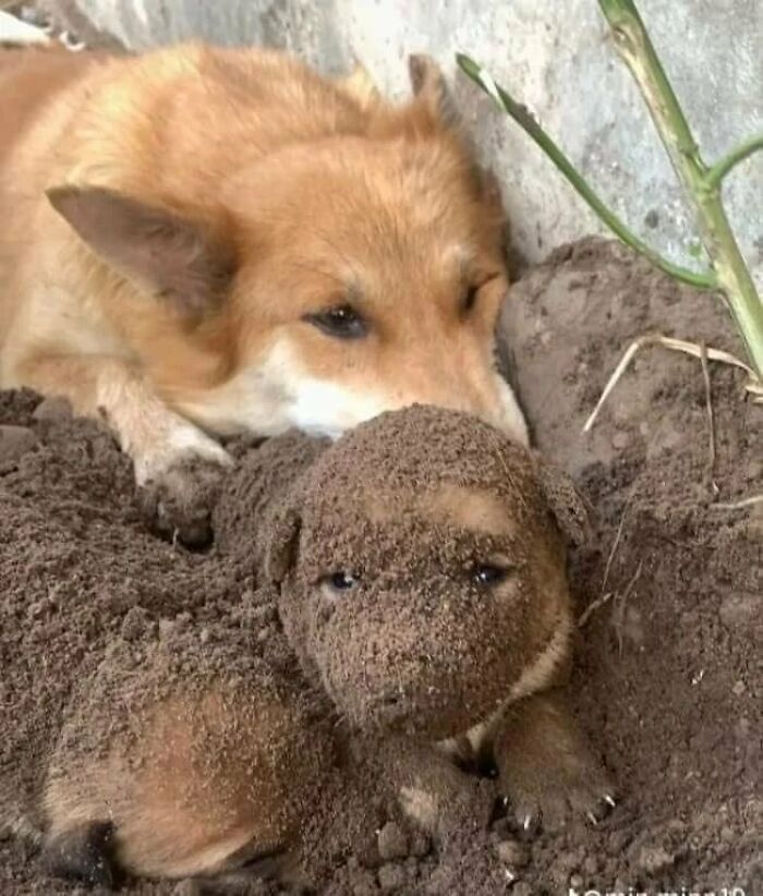 64 Animals Caught On Camera Being Cute, Funny, And Completely Unbothered, As Shared By This Community 64 Animals Caught On Camera Being Cute, Funny, And Completely Unbothered, As Shared By This Community