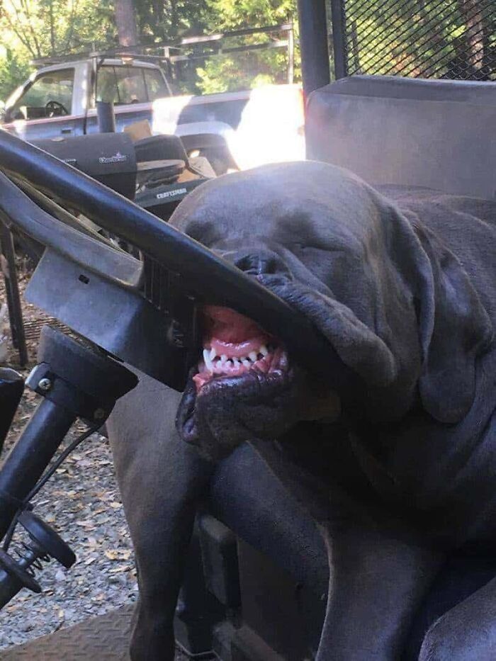 64 Animals Caught On Camera Being Cute, Funny, And Completely Unbothered, As Shared By This Community 64 Animals Caught On Camera Being Cute, Funny, And Completely Unbothered, As Shared By This Community