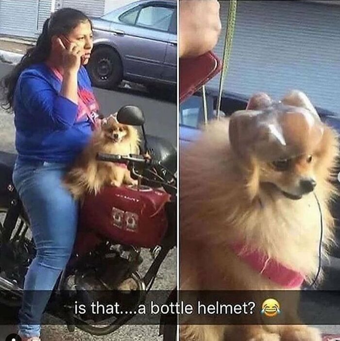 64 Animals Caught On Camera Being Cute, Funny, And Completely Unbothered, As Shared By This Community 64 Animals Caught On Camera Being Cute, Funny, And Completely Unbothered, As Shared By This Community
