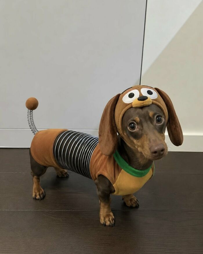 64 Animals Caught On Camera Being Cute, Funny, And Completely Unbothered, As Shared By This Community 64 Animals Caught On Camera Being Cute, Funny, And Completely Unbothered, As Shared By This Community