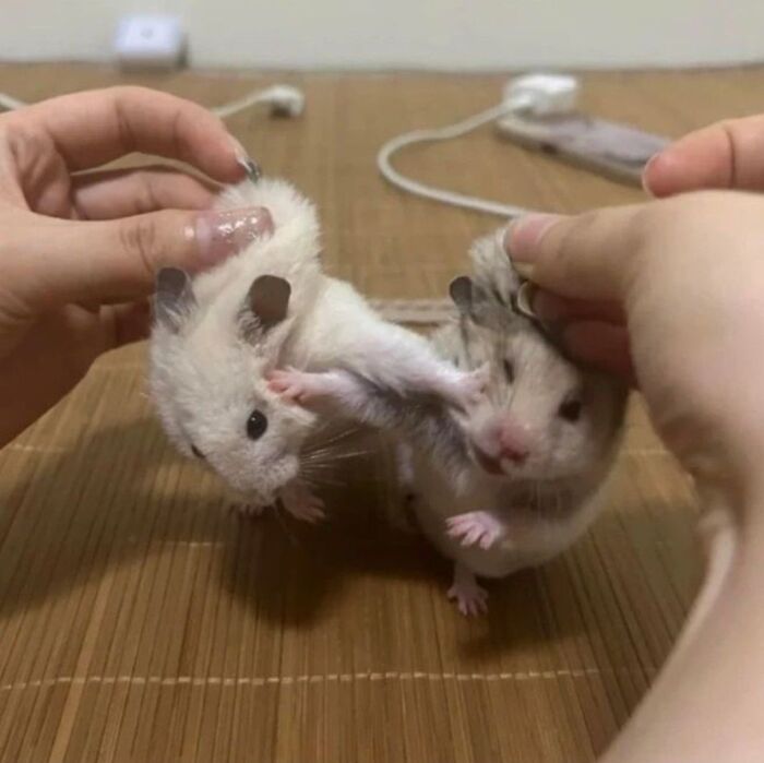 64 Animals Caught On Camera Being Cute, Funny, And Completely Unbothered, As Shared By This Community 64 Animals Caught On Camera Being Cute, Funny, And Completely Unbothered, As Shared By This Community