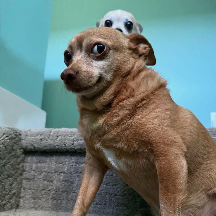 64 Animals Caught On Camera Being Cute, Funny, And Completely Unbothered, As Shared By This Community 64 Animals Caught On Camera Being Cute, Funny, And Completely Unbothered, As Shared By This Community