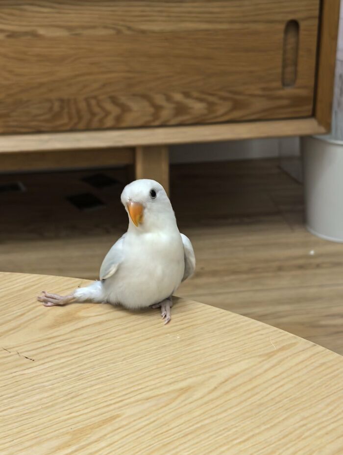 64 Animals Caught On Camera Being Cute, Funny, And Completely Unbothered, As Shared By This Community 64 Animals Caught On Camera Being Cute, Funny, And Completely Unbothered, As Shared By This Community