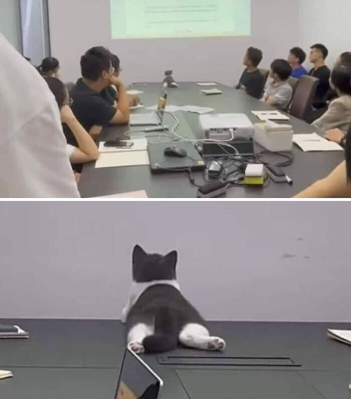 64 Animals Caught On Camera Being Cute, Funny, And Completely Unbothered, As Shared By This Community 64 Animals Caught On Camera Being Cute, Funny, And Completely Unbothered, As Shared By This Community