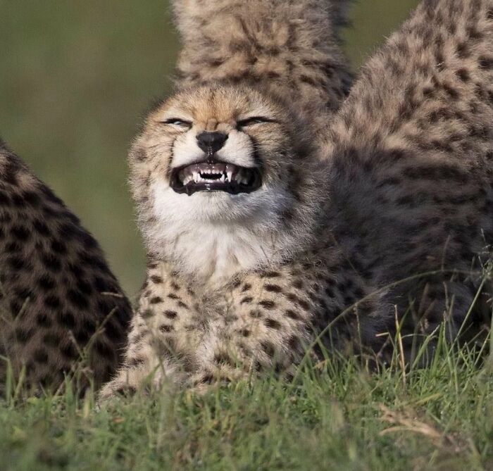 64 Animals Caught On Camera Being Cute, Funny, And Completely Unbothered, As Shared By This Community 64 Animals Caught On Camera Being Cute, Funny, And Completely Unbothered, As Shared By This Community