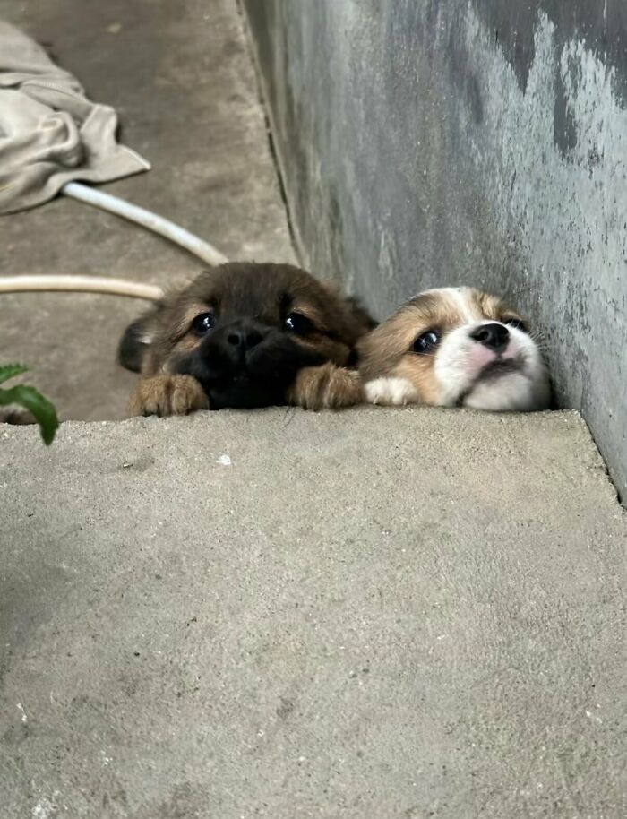 64 Animals Caught On Camera Being Cute, Funny, And Completely Unbothered, As Shared By This Community 64 Animals Caught On Camera Being Cute, Funny, And Completely Unbothered, As Shared By This Community
