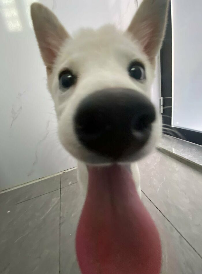 64 Animals Caught On Camera Being Cute, Funny, And Completely Unbothered, As Shared By This Community 64 Animals Caught On Camera Being Cute, Funny, And Completely Unbothered, As Shared By This Community