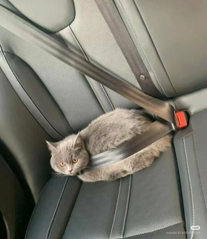 64 Animals Caught On Camera Being Cute, Funny, And Completely Unbothered, As Shared By This Community 64 Animals Caught On Camera Being Cute, Funny, And Completely Unbothered, As Shared By This Community