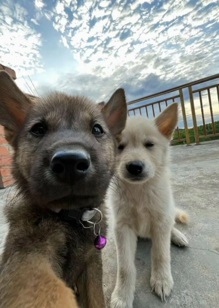 64 Animals Caught On Camera Being Cute, Funny, And Completely Unbothered, As Shared By This Community 64 Animals Caught On Camera Being Cute, Funny, And Completely Unbothered, As Shared By This Community