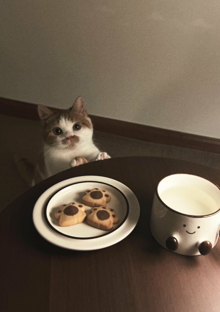 64 Animals Caught On Camera Being Cute, Funny, And Completely Unbothered, As Shared By This Community 64 Animals Caught On Camera Being Cute, Funny, And Completely Unbothered, As Shared By This Community