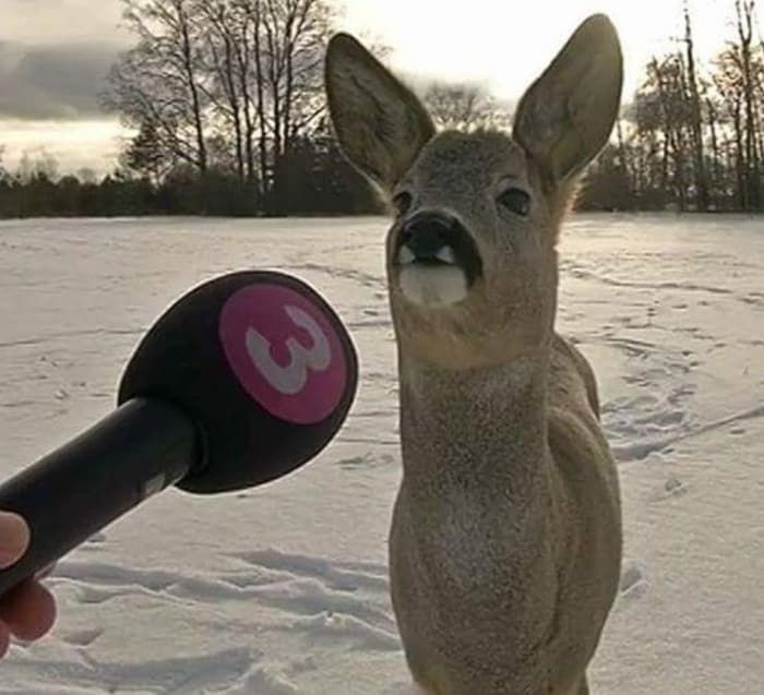 64 Animals Caught On Camera Being Cute, Funny, And Completely Unbothered, As Shared By This Community 64 Animals Caught On Camera Being Cute, Funny, And Completely Unbothered, As Shared By This Community