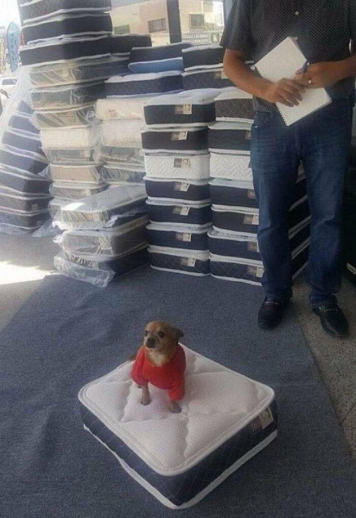 64 Animals Caught On Camera Being Cute, Funny, And Completely Unbothered, As Shared By This Community 64 Animals Caught On Camera Being Cute, Funny, And Completely Unbothered, As Shared By This Community