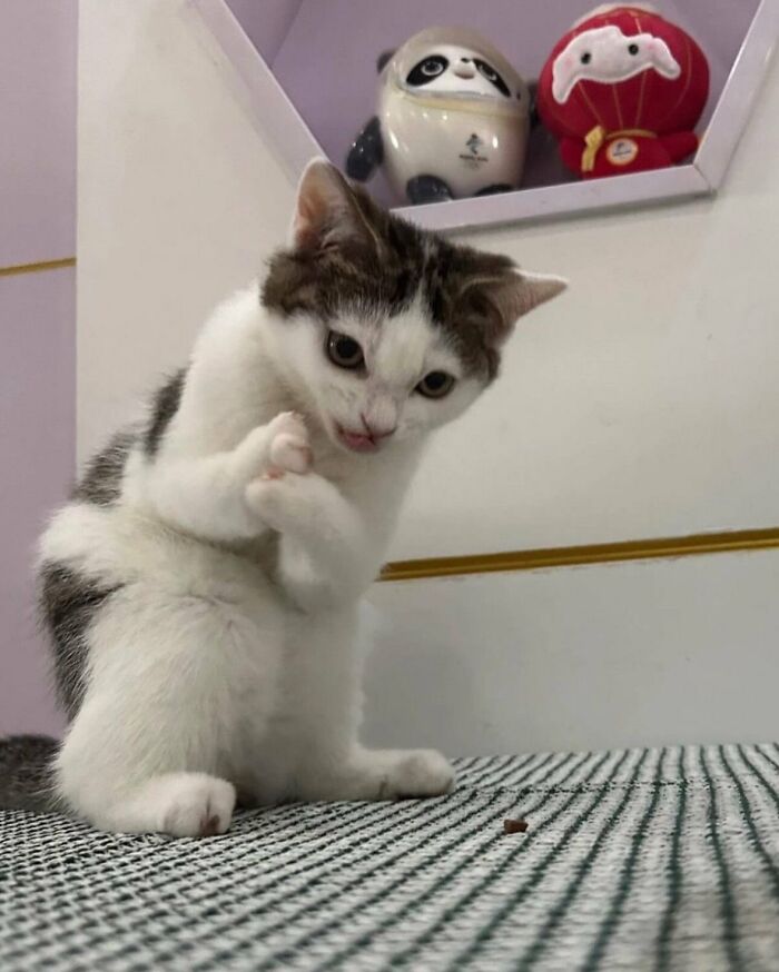64 Animals Caught On Camera Being Cute, Funny, And Completely Unbothered, As Shared By This Community 64 Animals Caught On Camera Being Cute, Funny, And Completely Unbothered, As Shared By This Community