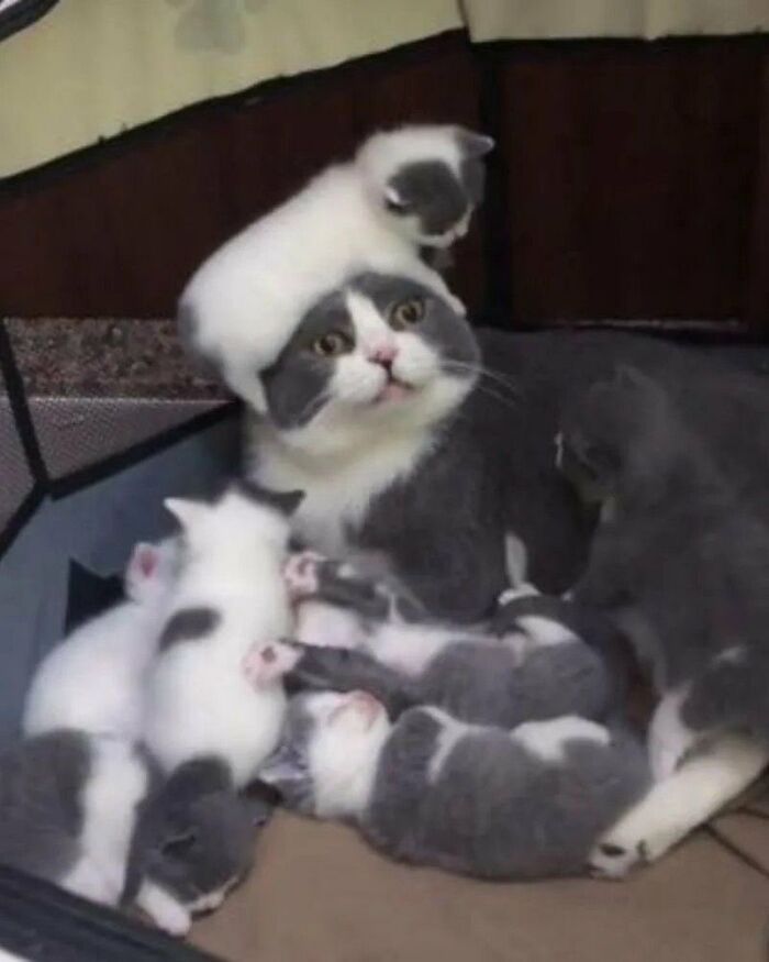 64 Animals Caught On Camera Being Cute, Funny, And Completely Unbothered, As Shared By This Community 64 Animals Caught On Camera Being Cute, Funny, And Completely Unbothered, As Shared By This Community