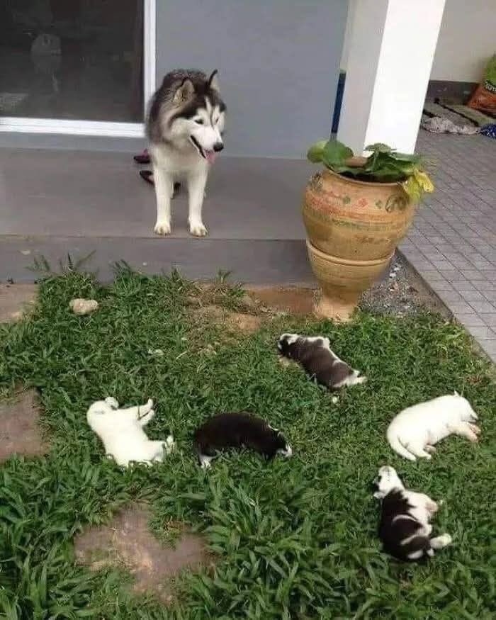 64 Animals Caught On Camera Being Cute, Funny, And Completely Unbothered, As Shared By This Community 64 Animals Caught On Camera Being Cute, Funny, And Completely Unbothered, As Shared By This Community