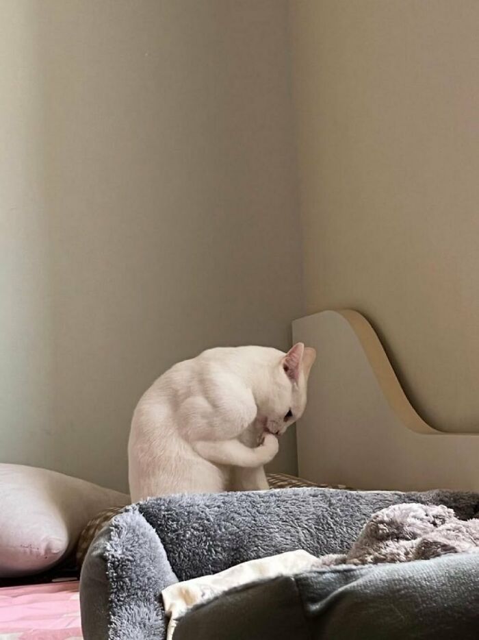 64 Animals Caught On Camera Being Cute, Funny, And Completely Unbothered, As Shared By This Community 64 Animals Caught On Camera Being Cute, Funny, And Completely Unbothered, As Shared By This Community