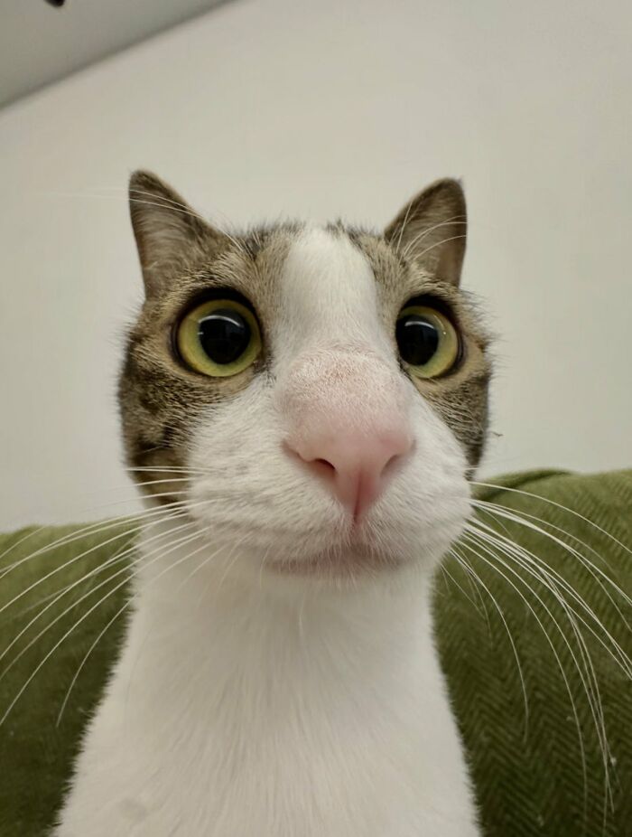 64 Animals Caught On Camera Being Cute, Funny, And Completely Unbothered, As Shared By This Community 64 Animals Caught On Camera Being Cute, Funny, And Completely Unbothered, As Shared By This Community