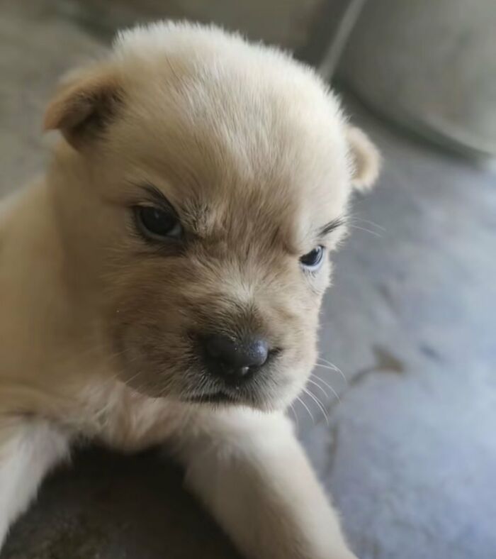 64 Animals Caught On Camera Being Cute, Funny, And Completely Unbothered, As Shared By This Community 64 Animals Caught On Camera Being Cute, Funny, And Completely Unbothered, As Shared By This Community