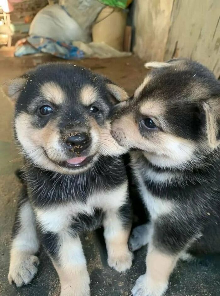 64 Animals Caught On Camera Being Cute, Funny, And Completely Unbothered, As Shared By This Community 64 Animals Caught On Camera Being Cute, Funny, And Completely Unbothered, As Shared By This Community