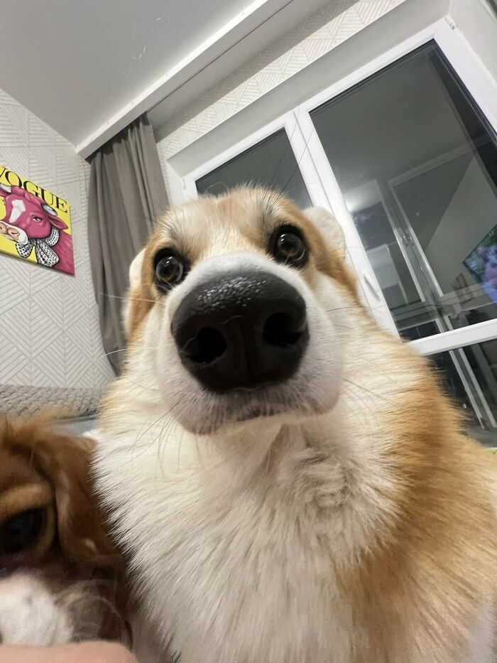 64 Animals Caught On Camera Being Cute, Funny, And Completely Unbothered, As Shared By This Community 64 Animals Caught On Camera Being Cute, Funny, And Completely Unbothered, As Shared By This Community
