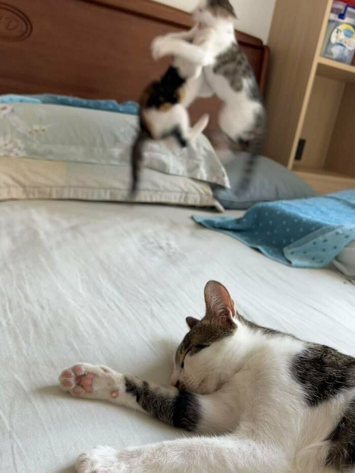 64 Animals Caught On Camera Being Cute, Funny, And Completely Unbothered, As Shared By This Community 64 Animals Caught On Camera Being Cute, Funny, And Completely Unbothered, As Shared By This Community