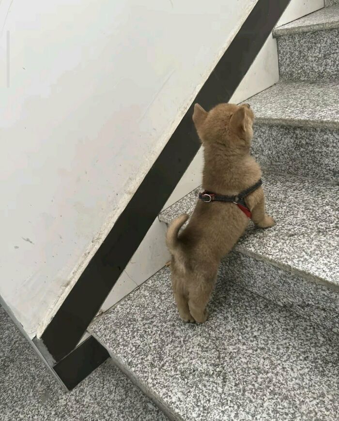 64 Animals Caught On Camera Being Cute, Funny, And Completely Unbothered, As Shared By This Community 64 Animals Caught On Camera Being Cute, Funny, And Completely Unbothered, As Shared By This Community