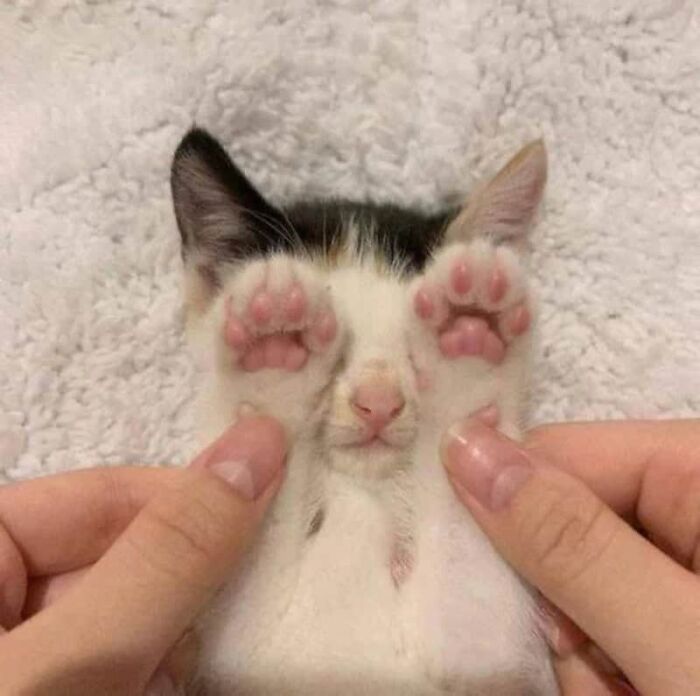 64 Animals Caught On Camera Being Cute, Funny, And Completely Unbothered, As Shared By This Community 64 Animals Caught On Camera Being Cute, Funny, And Completely Unbothered, As Shared By This Community