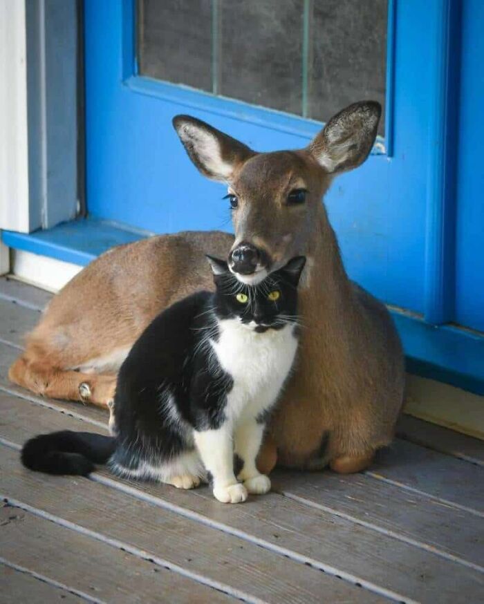 64 Animals Caught On Camera Being Cute, Funny, And Completely Unbothered, As Shared By This Community 64 Animals Caught On Camera Being Cute, Funny, And Completely Unbothered, As Shared By This Community