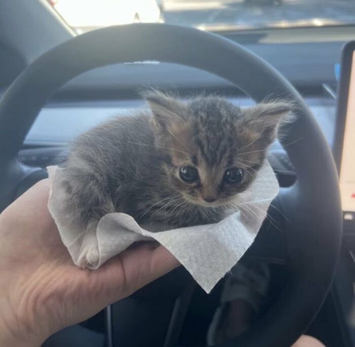 64 Animals Caught On Camera Being Cute, Funny, And Completely Unbothered, As Shared By This Community 64 Animals Caught On Camera Being Cute, Funny, And Completely Unbothered, As Shared By This Community