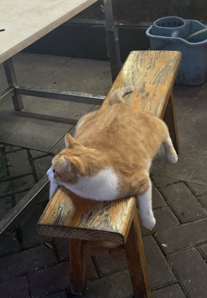 64 Animals Caught On Camera Being Cute, Funny, And Completely Unbothered, As Shared By This Community 64 Animals Caught On Camera Being Cute, Funny, And Completely Unbothered, As Shared By This Community