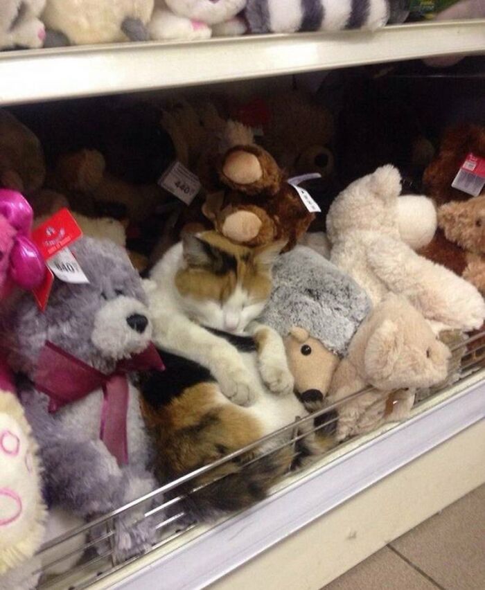 64 Animals Caught On Camera Being Cute, Funny, And Completely Unbothered, As Shared By This Community 64 Animals Caught On Camera Being Cute, Funny, And Completely Unbothered, As Shared By This Community