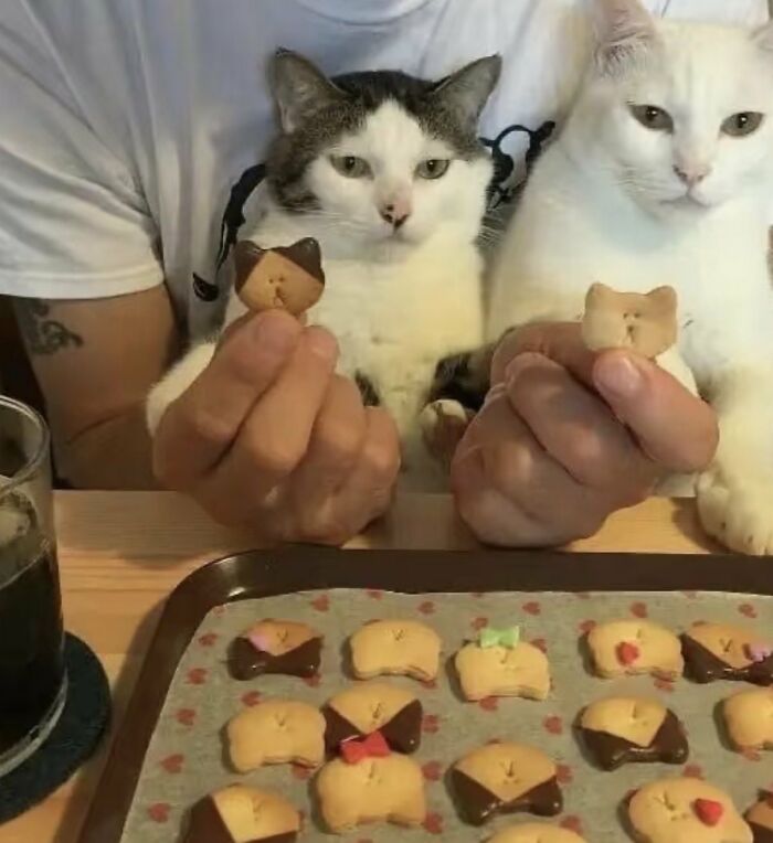 64 Animals Caught On Camera Being Cute, Funny, And Completely Unbothered, As Shared By This Community 64 Animals Caught On Camera Being Cute, Funny, And Completely Unbothered, As Shared By This Community