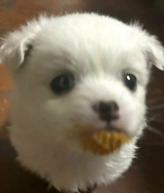 64 Animals Caught On Camera Being Cute, Funny, And Completely Unbothered, As Shared By This Community 64 Animals Caught On Camera Being Cute, Funny, And Completely Unbothered, As Shared By This Community