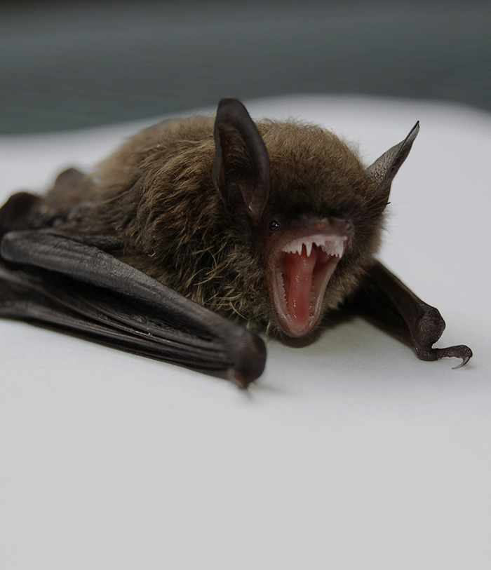 11-Year-Old Canadian Boy Tragically Loses His Life After Being Woken Up By A Bat On His Face 11-Year-Old Canadian Boy Tragically Loses His Life After Being Woken Up By A Bat On His Face