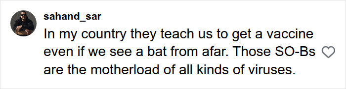 11-Year-Old Canadian Boy Tragically Loses His Life After Being Woken Up By A Bat On His Face 11-Year-Old Canadian Boy Tragically Loses His Life After Being Woken Up By A Bat On His Face