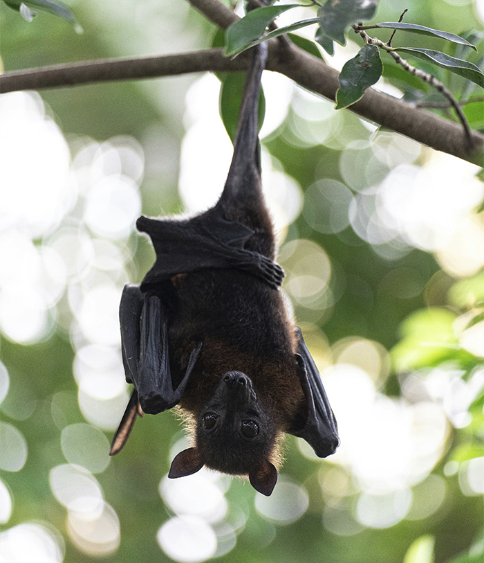 11-Year-Old Canadian Boy Tragically Loses His Life After Being Woken Up By A Bat On His Face 11-Year-Old Canadian Boy Tragically Loses His Life After Being Woken Up By A Bat On His Face