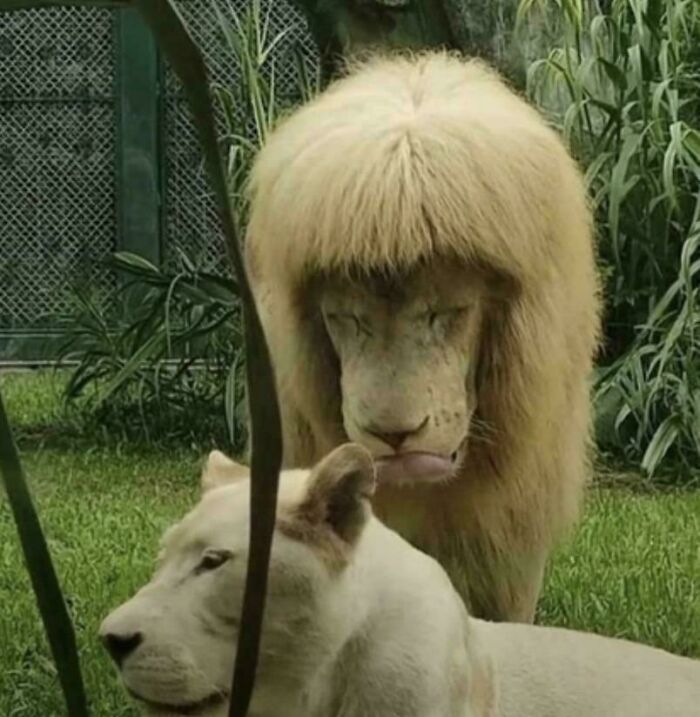 88 Hilariously Bad Hair Mistakes People Had To Live With (New Pics) 88 Hilariously Bad Hair Mistakes People Had To Live With (New Pics)