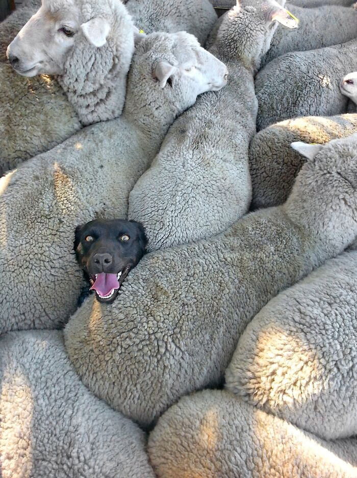 113 Of The Funniest And Most Ridiculous Animal Photos Ever Shared 113 Of The Funniest And Most Ridiculous Animal Photos Ever Shared