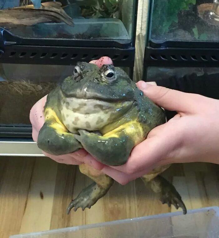 113 Of The Funniest And Most Ridiculous Animal Photos Ever Shared 113 Of The Funniest And Most Ridiculous Animal Photos Ever Shared