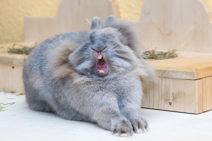113 Of The Funniest And Most Ridiculous Animal Photos Ever Shared 113 Of The Funniest And Most Ridiculous Animal Photos Ever Shared