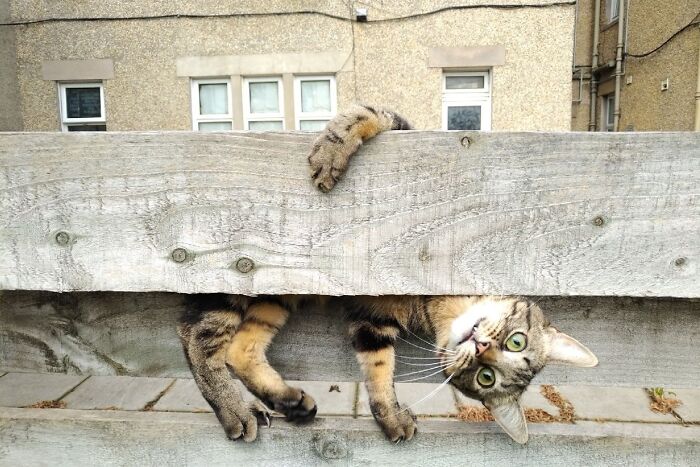 113 Of The Funniest And Most Ridiculous Animal Photos Ever Shared 113 Of The Funniest And Most Ridiculous Animal Photos Ever Shared