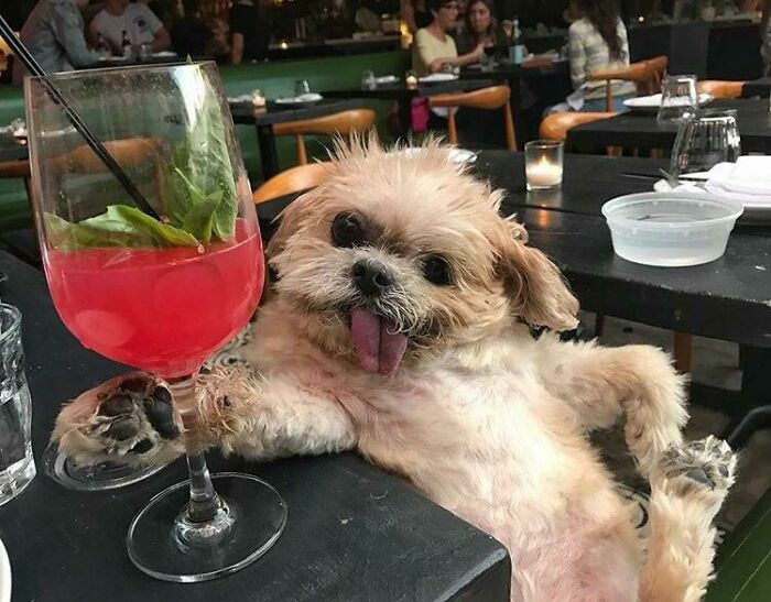 113 Of The Funniest And Most Ridiculous Animal Photos Ever Shared 113 Of The Funniest And Most Ridiculous Animal Photos Ever Shared