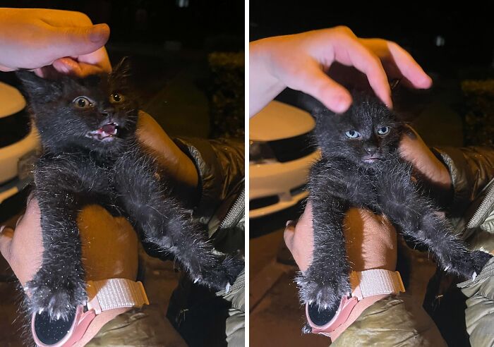 113 Of The Funniest And Most Ridiculous Animal Photos Ever Shared 113 Of The Funniest And Most Ridiculous Animal Photos Ever Shared