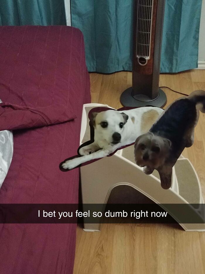 113 Of The Funniest And Most Ridiculous Animal Photos Ever Shared 113 Of The Funniest And Most Ridiculous Animal Photos Ever Shared