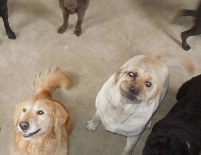 113 Of The Funniest And Most Ridiculous Animal Photos Ever Shared 113 Of The Funniest And Most Ridiculous Animal Photos Ever Shared
