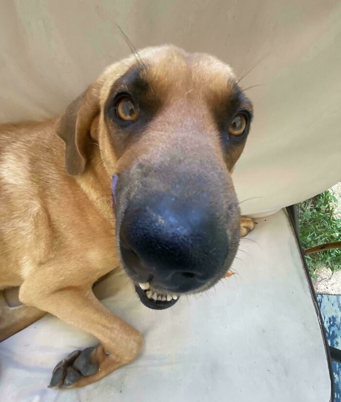 113 Of The Funniest And Most Ridiculous Animal Photos Ever Shared 113 Of The Funniest And Most Ridiculous Animal Photos Ever Shared
