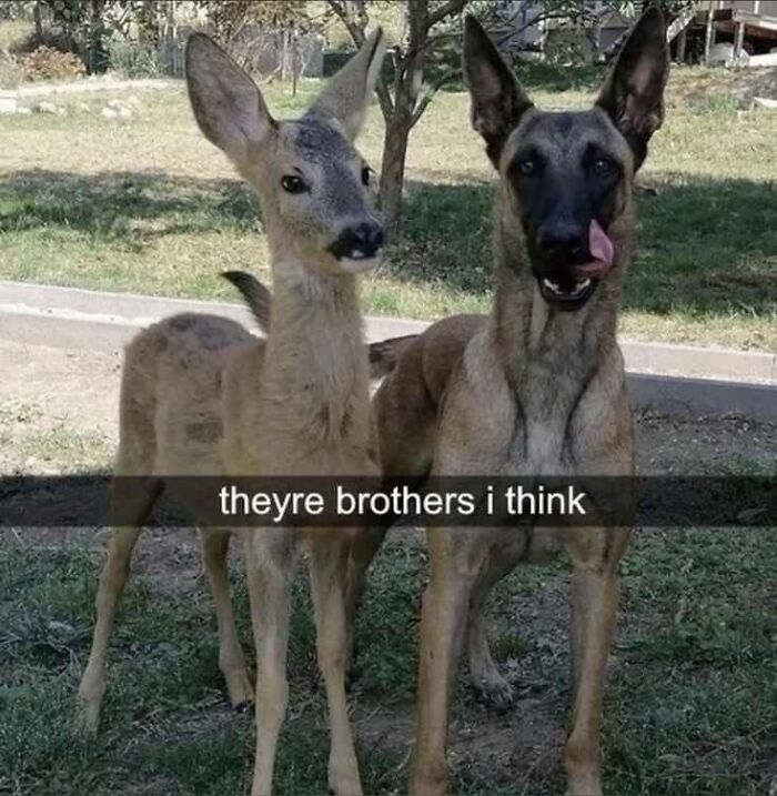 113 Of The Funniest And Most Ridiculous Animal Photos Ever Shared 113 Of The Funniest And Most Ridiculous Animal Photos Ever Shared