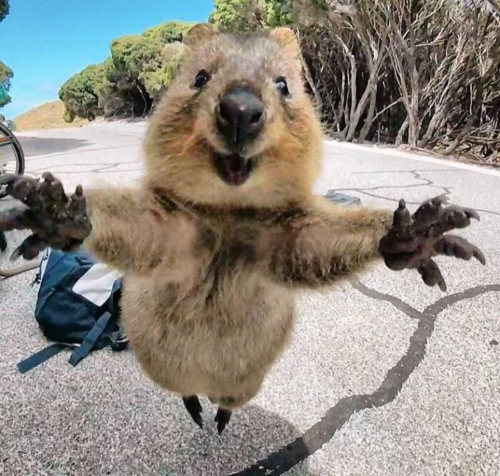 113 Of The Funniest And Most Ridiculous Animal Photos Ever Shared 113 Of The Funniest And Most Ridiculous Animal Photos Ever Shared