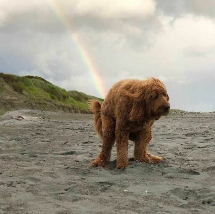 113 Of The Funniest And Most Ridiculous Animal Photos Ever Shared 113 Of The Funniest And Most Ridiculous Animal Photos Ever Shared